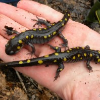 Vernal Pool Conservation Ramps Up in Southern York County